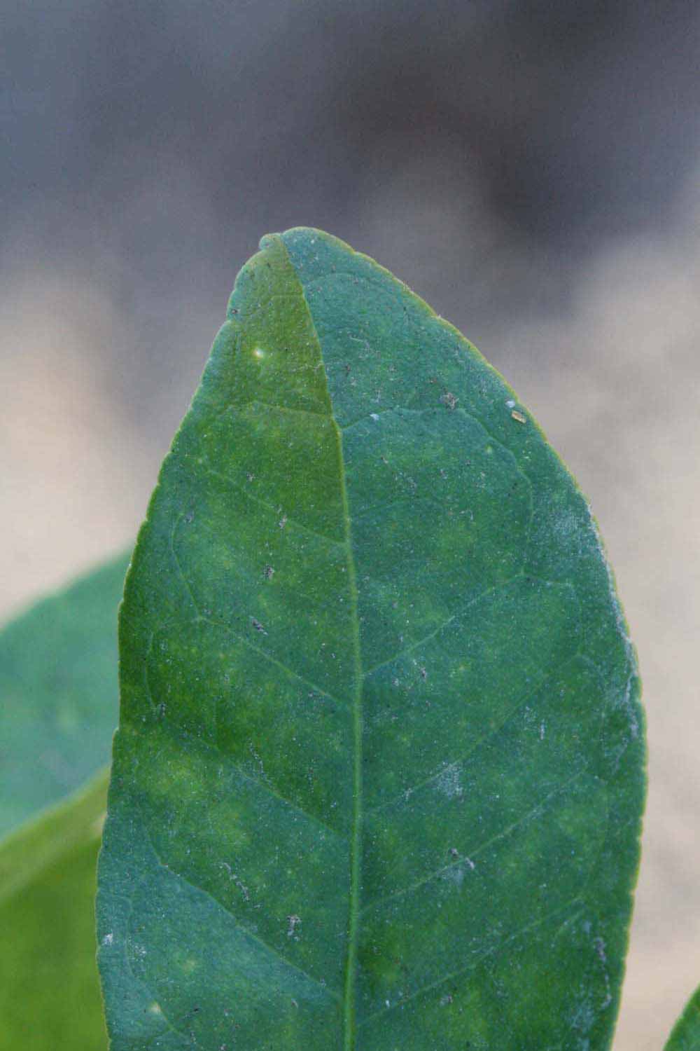              Margin (Riverside, CA)       